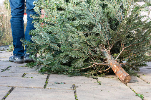 Eine Person zieht einen Weihnachtsbaum hinter sich her